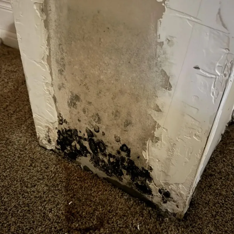 Professional Mold Removal in Hanford, CA